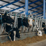 Boost Livestock Growth Strategies for Zimbabwean Farmers