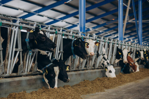 Boost Livestock Growth Strategies for Zimbabwean Farmers