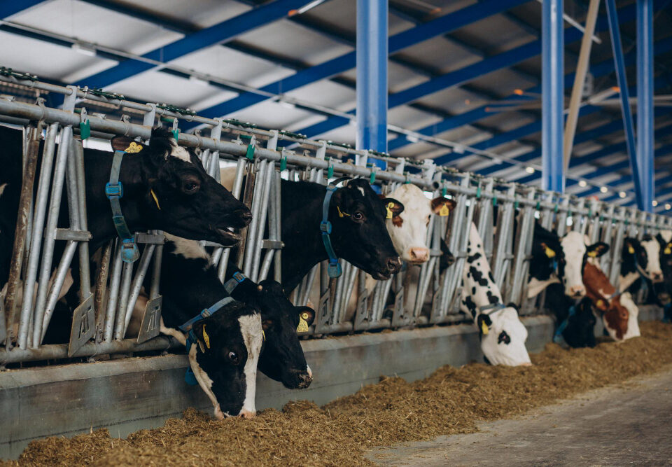 Boost Livestock Growth Strategies for Zimbabwean Farmers