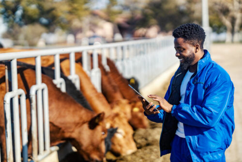 Expert Farm Guidance Navigating Success in Zimbabwean Livestock Farming