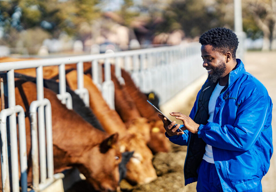 Expert Farm Guidance Navigating Success in Zimbabwean Livestock Farming