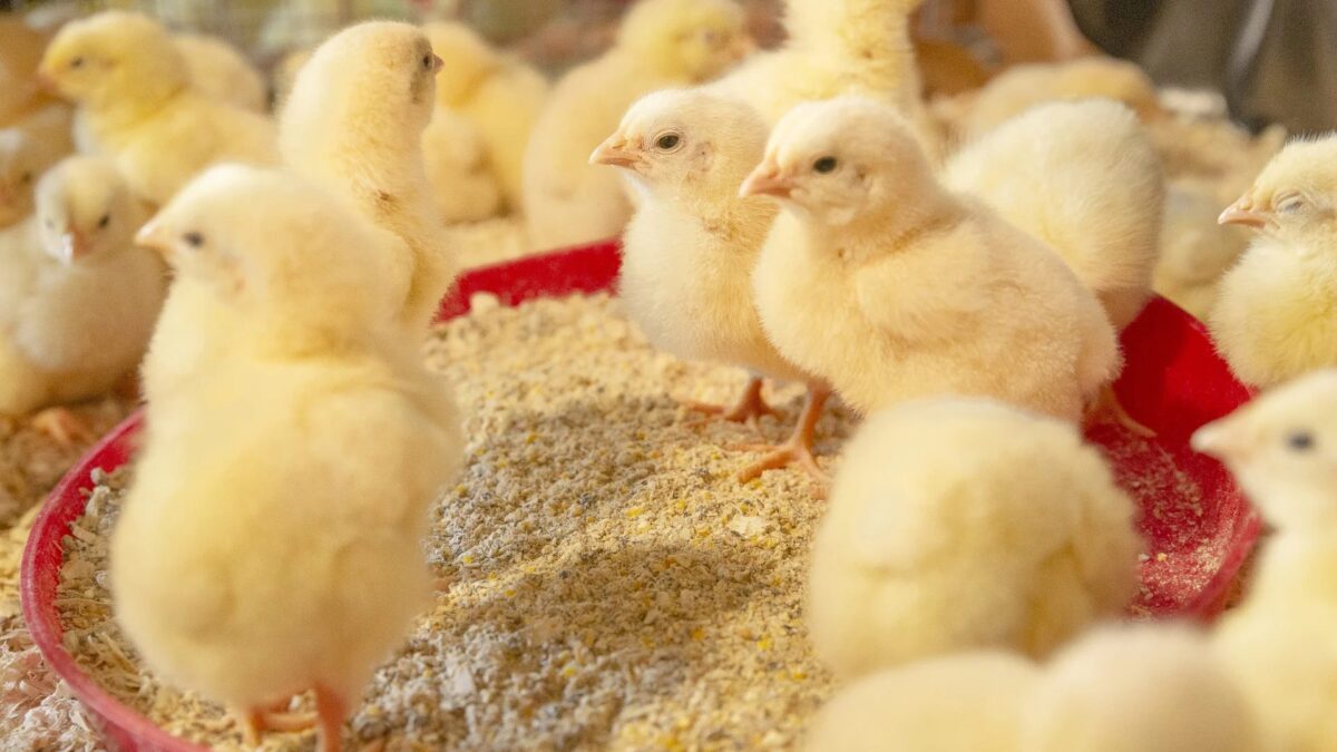 Quality Feed, Better Results The Foundation of Profitable Livestock Farming in Zimbabwe