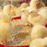 Quality Feed, Better Results The Foundation of Profitable Livestock Farming in Zimbabwe