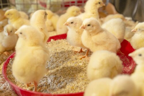 Quality Feed, Better Results The Foundation of Profitable Livestock Farming in Zimbabwe