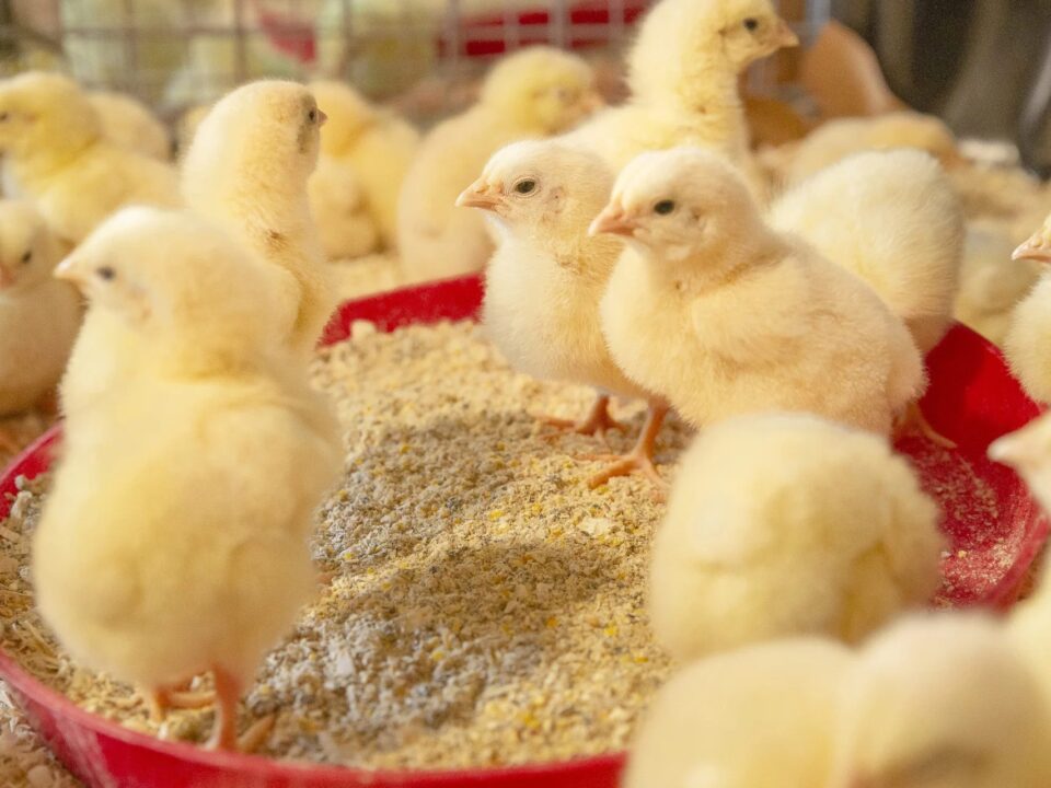 Quality Feed, Better Results The Foundation of Profitable Livestock Farming in Zimbabwe